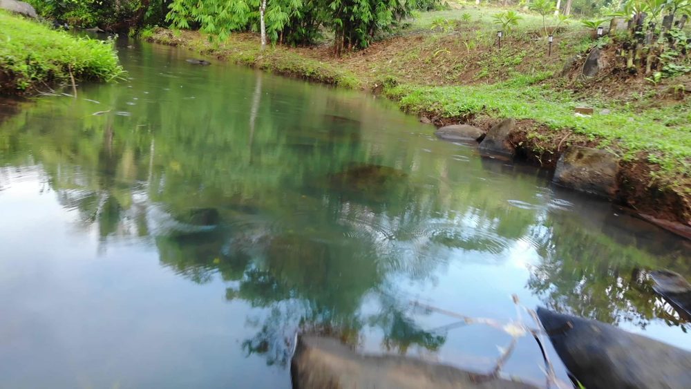 A clear creek pool with grassy banks reflecting the trees