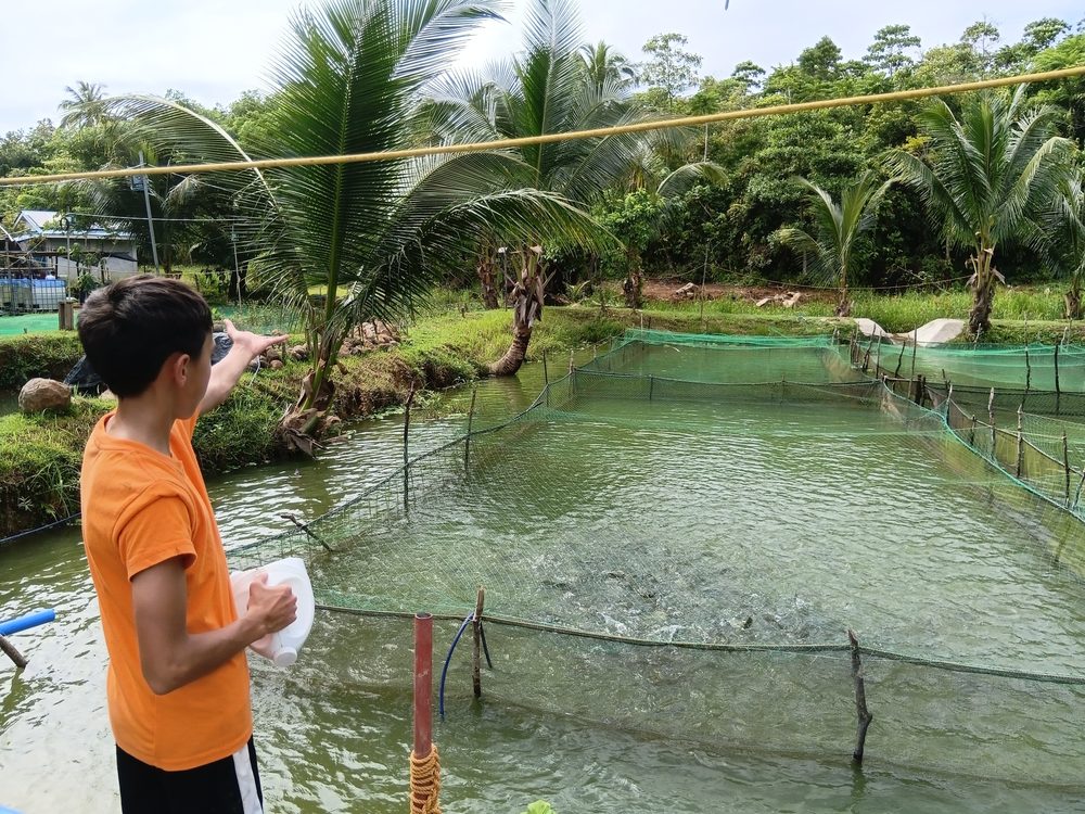 A boy in an orange shirt feeding the tilapia at the farm's netted fishponds, coconut palms behind