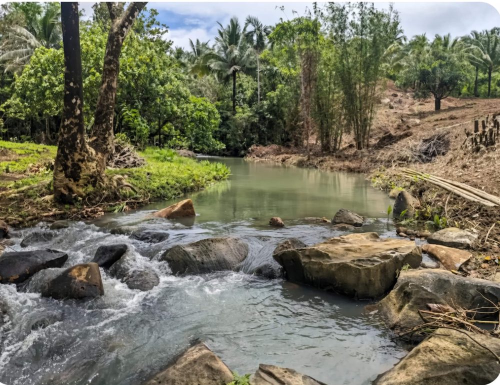 The creek on the farm, with a rocky bed, small rapids and palm trees
