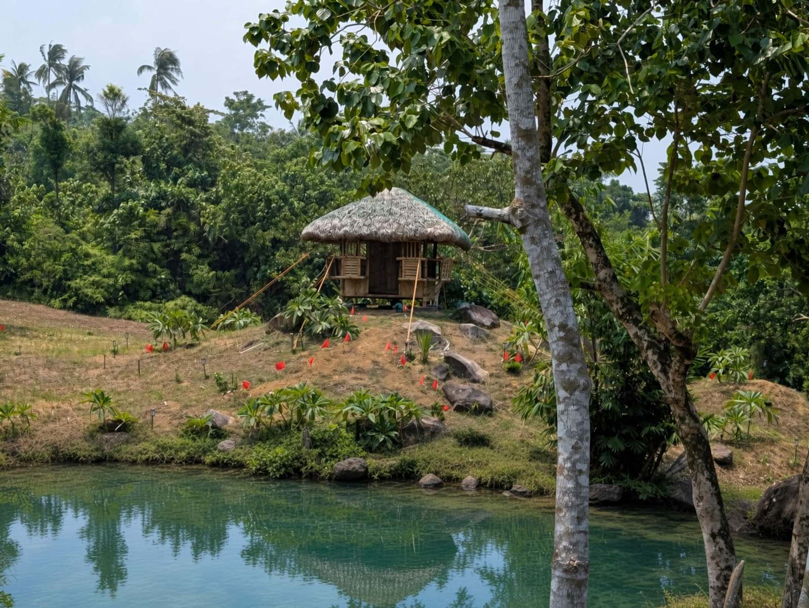 Thatched kubo beside a clear blue pond, shaded by tall trees on the farm